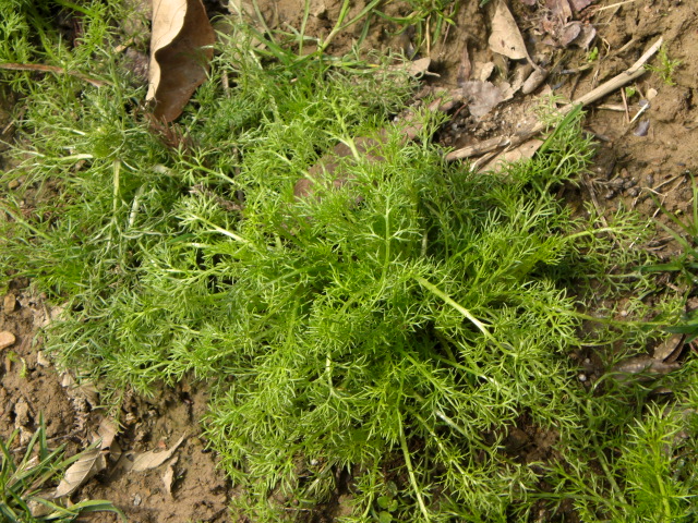 c0099395_13301293.jpg