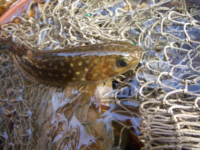 b0172805_4131441.jpg