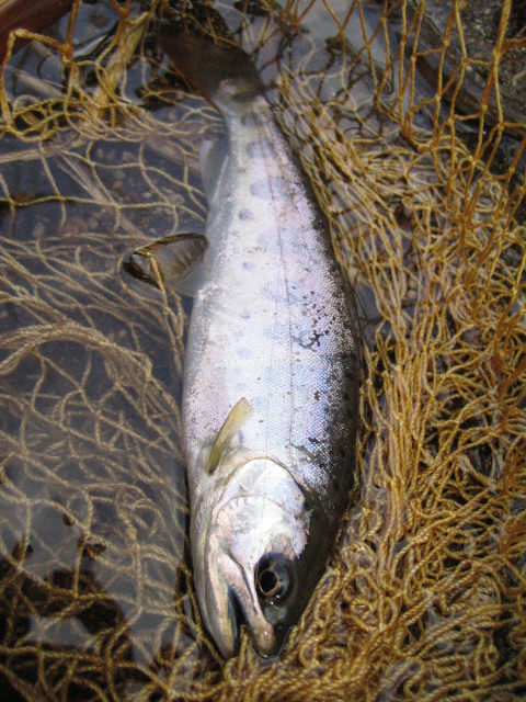 e0063923_041716.jpg