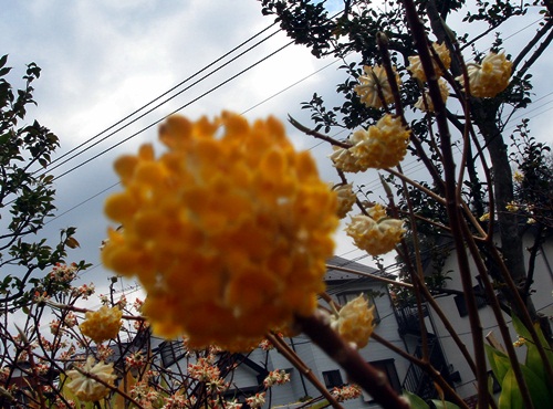 d0037233_10132345.jpg