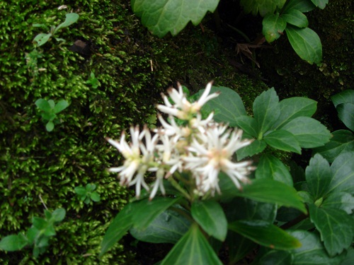 d0037233_1532521.jpg