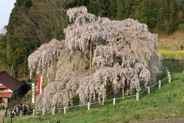 e0064133_112752.jpg