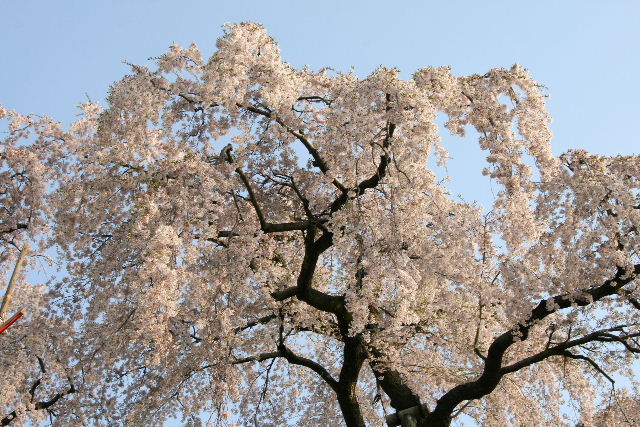 e0064133_113947.jpg