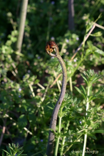c0134734_1324295.jpg