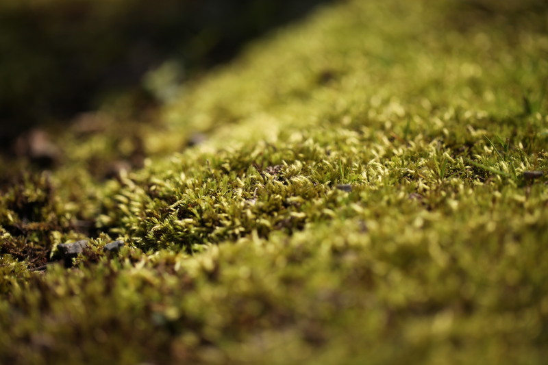 c0210275_21431563.jpg