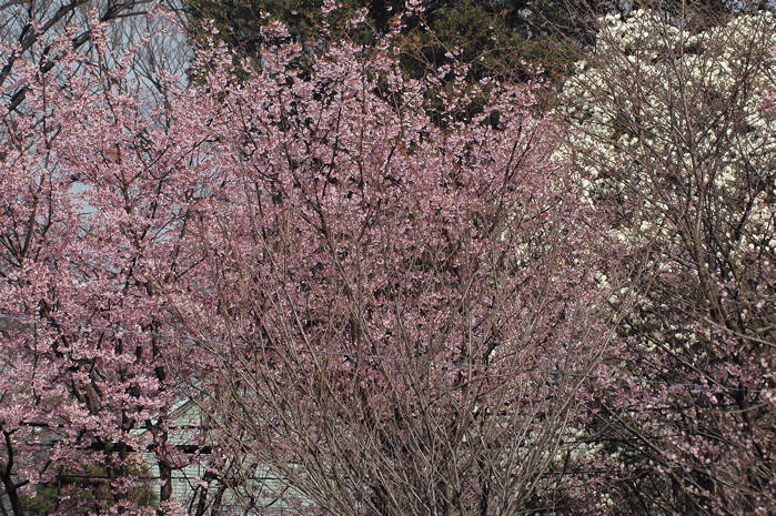 e0015377_1746888.jpg