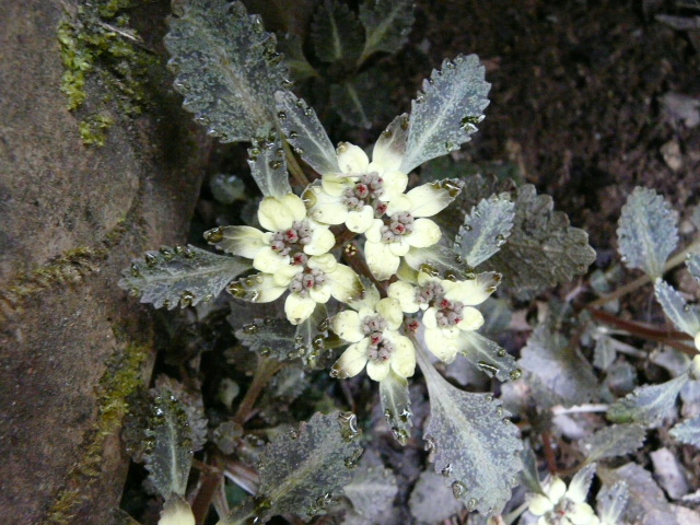 e0145782_1657225.jpg
