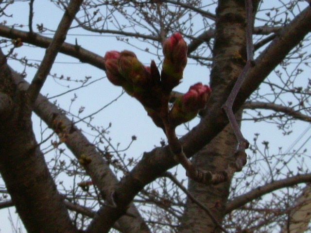 b0044296_20124487.jpg