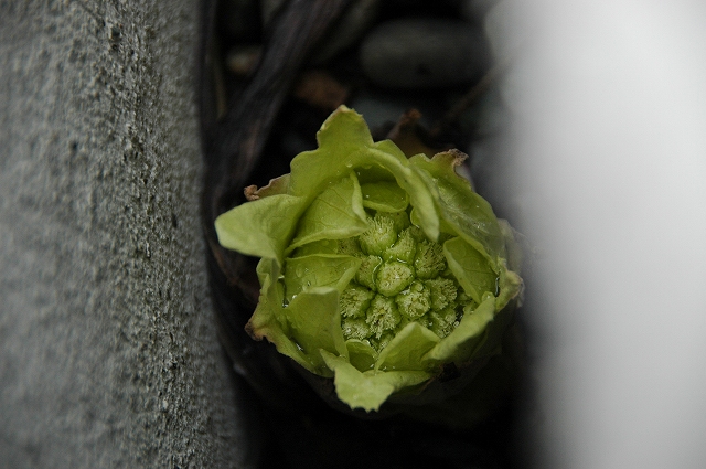 f0157901_171231100.jpg