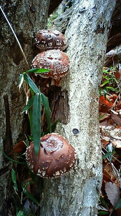 c0017505_126737.jpg