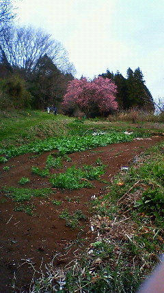 c0017505_126748.jpg