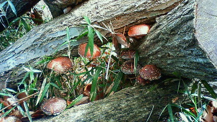 c0017505_12679.jpg