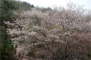 f0191517_1330719.jpg