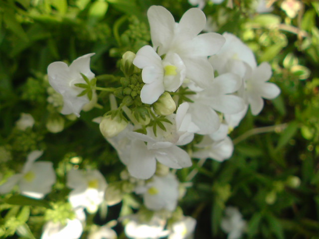 e0016828_922531.jpg