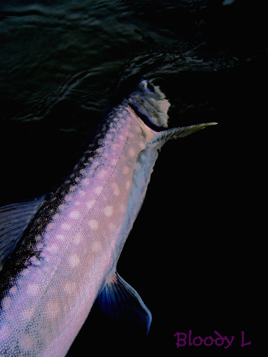 e0033745_22192840.jpg