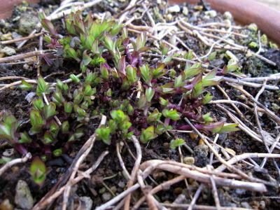 c0147952_1248176.jpg