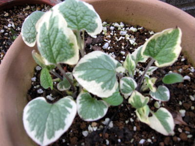 c0147952_12484622.jpg