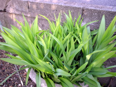 c0147952_1259854.jpg