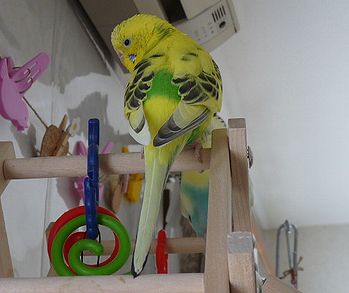 f0196665_11596.jpg