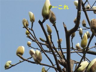 e0121589_1413018.jpg