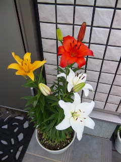 c0201113_18122262.jpg