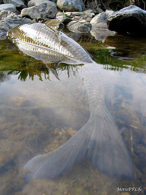 e0112722_10363239.jpg