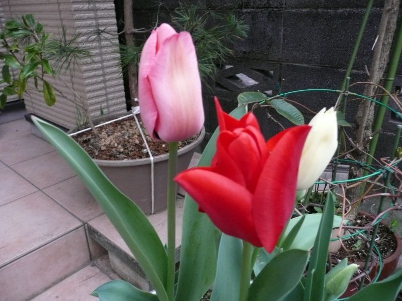 e0033229_20494112.jpg