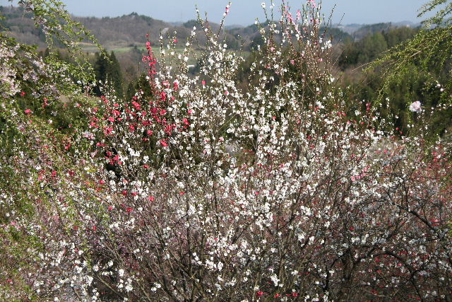 e0064133_1941294.jpg
