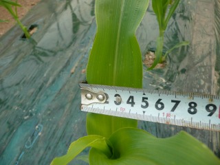f0055264_19405566.jpg