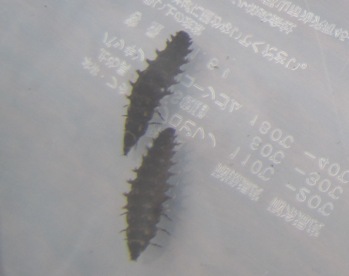 b0183566_8131467.jpg