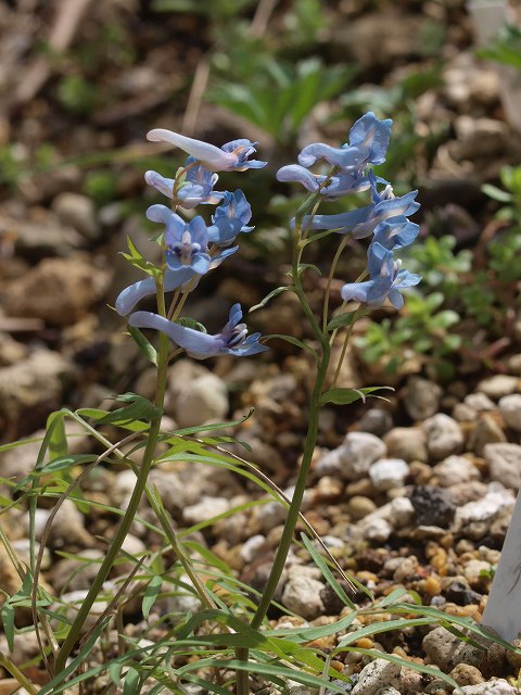 d0025568_5522494.jpg