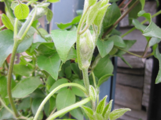 c0202870_11291527.jpg