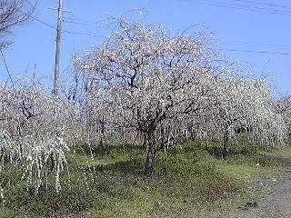 c0044075_2033162.jpg
