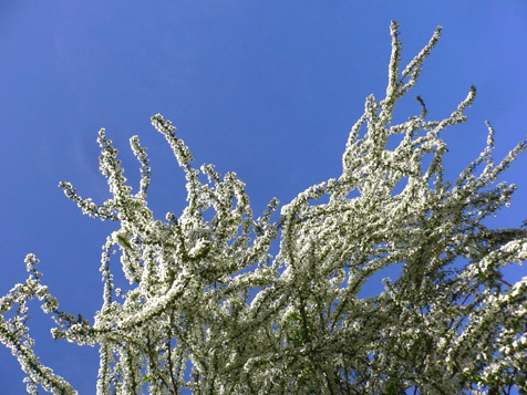 e0112077_23271931.jpg