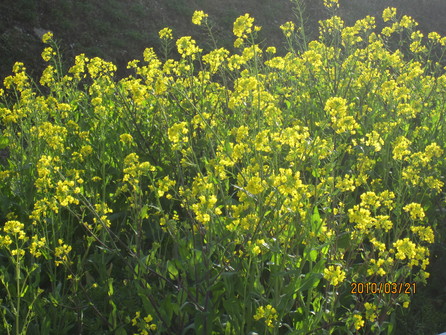 a0155430_231757100.jpg