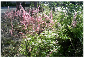 f0034334_1630798.jpg