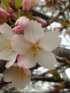 d0035245_12565123.jpg