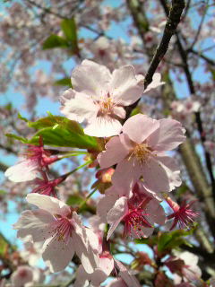 c0207378_1533764.jpg