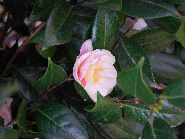 e0025300_1150353.jpg