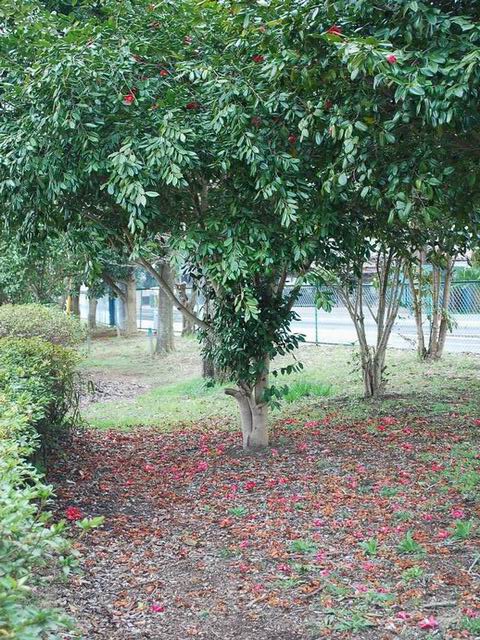 e0025300_1157289.jpg