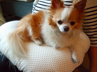 c0162005_1323558.jpg
