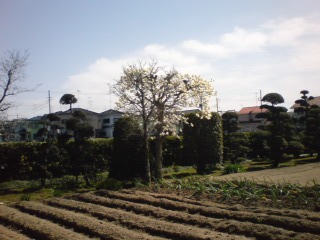 a0146431_111719100.jpg