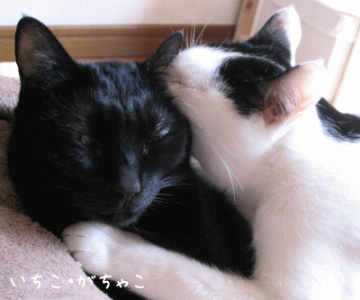 a0166338_18465663.gif