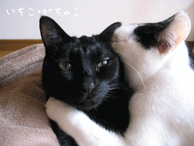 a0166338_18474139.gif