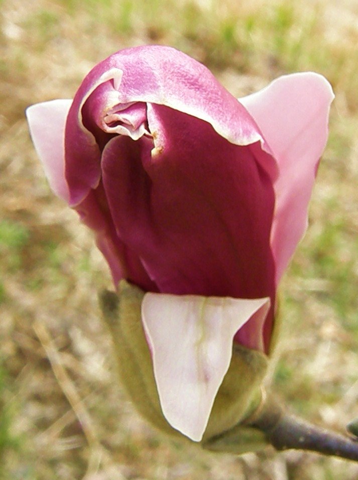 e0064158_22532516.jpg