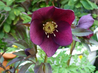 e0046477_120578.jpg