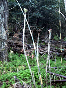 c0186689_14364637.jpg