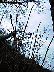 c0186689_1437579.jpg