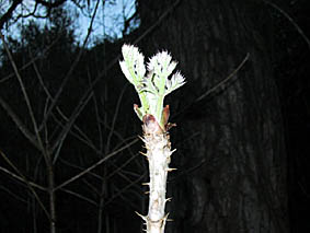 c0186689_1438947.jpg