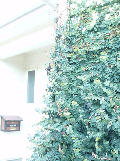 c0129702_2050080.gif